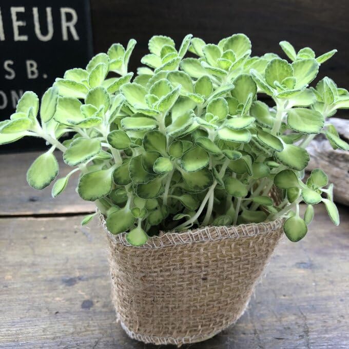 Amazon｜希少 ライムシャワー アロマティカス 多肉植物 ミントの香り